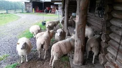 Ovce texel prodej jehnic do chovu v biokvalitě