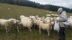 Ovce texel prodej jehnic do chovu v biokvalitě