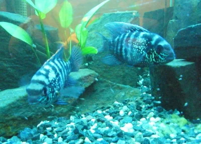 Akara modrá
