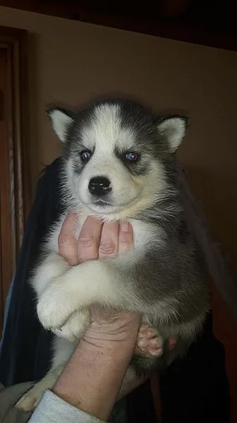 Sibiřští husky štěňata sPP