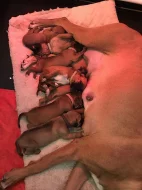 Rhodéský Ridgeback štěňata s pp