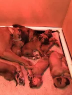 Rhodéský Ridgeback štěňata s pp