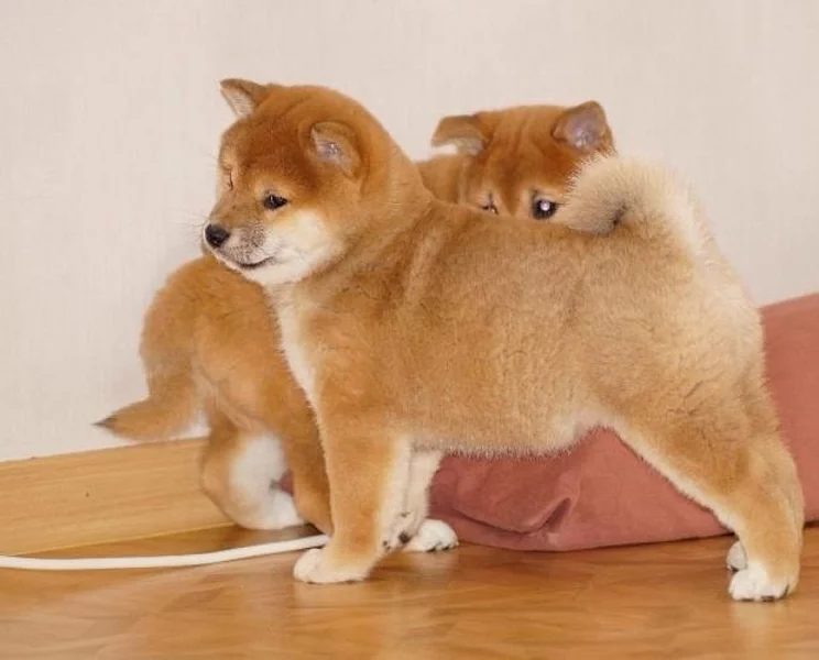 ProdŠtěňátka Shiba Inu s PP