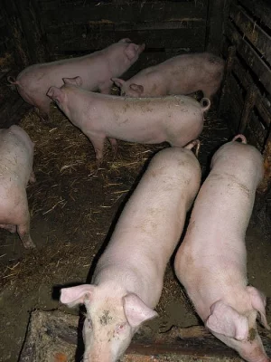 Prodám selata