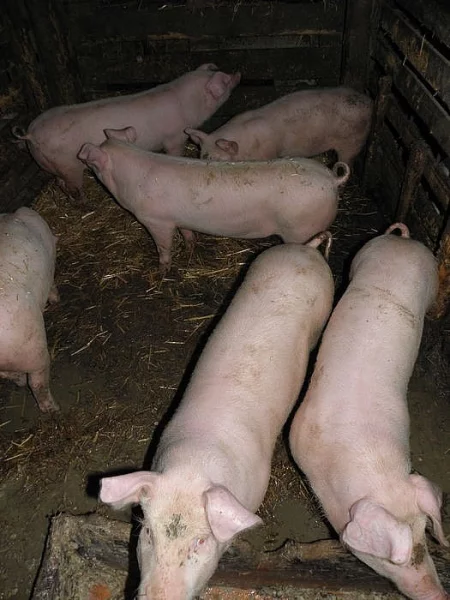 Prodám selata
