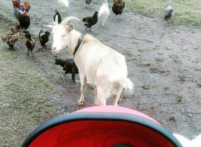 Prodám kozu s loňským kůzletem