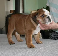 Anglický buldok s PP