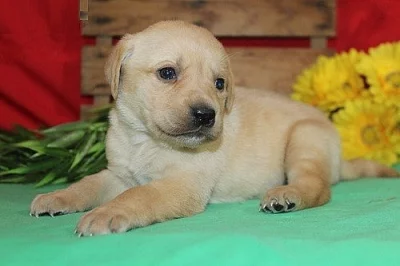 Labradoodle štěňata