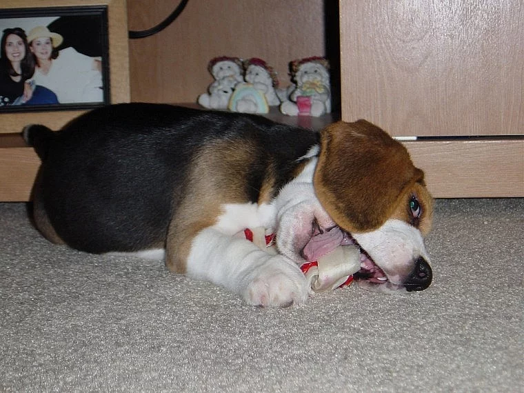 Roztomilý beagle štěňata