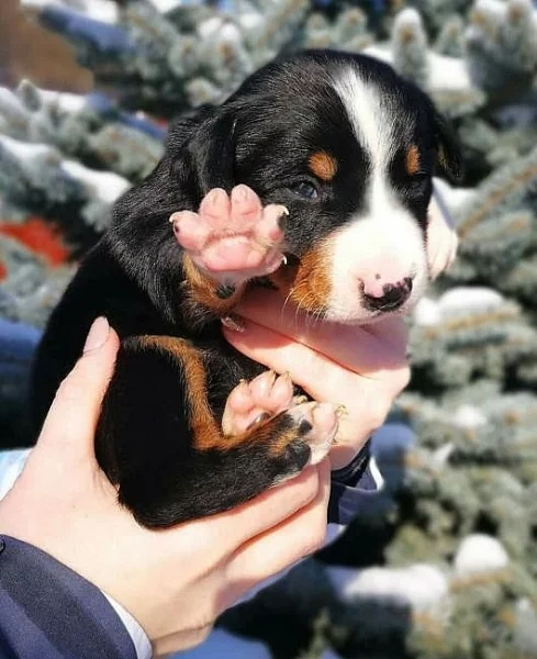 Šteniatka Appenzellského salašníckého psa