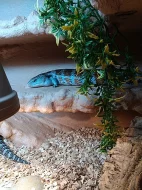 Tiliqua sp.Irian Jaya