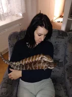 Tiliqua sp.Irian Jaya