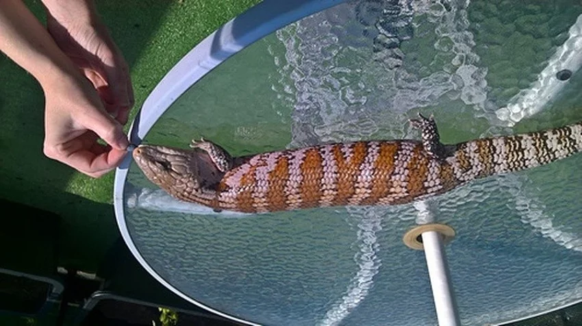 Tiliqua sp.Irian Jaya