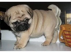 Beautiful Chunky Pug Puppies
