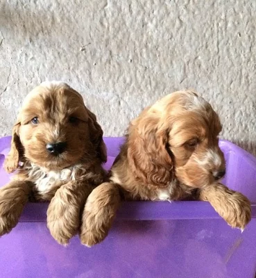 2 štěňata Blenheim Cockapoo připraveni
