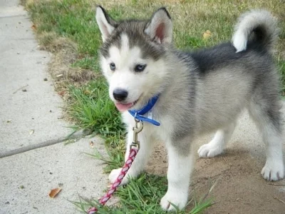 Sibirský husky + s PP.