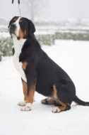 Velký švýcarský salašnický pes