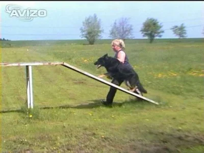 Německý ovčák