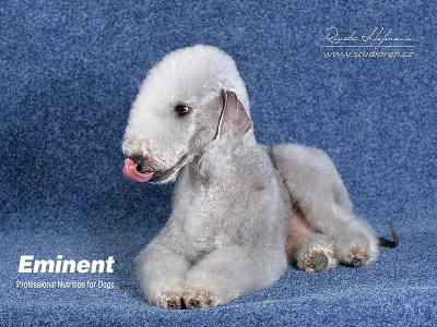 nabízím štěňata bedlington teriérů