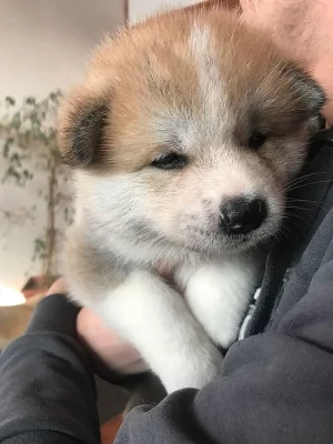 Akita inu s PP - pejsek