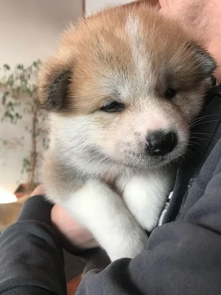 Akita inu s PP - pejsek