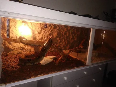Prodám hada + terárium