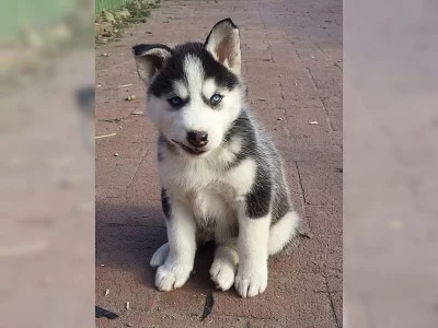 štěňátka sibiřský husky s pp