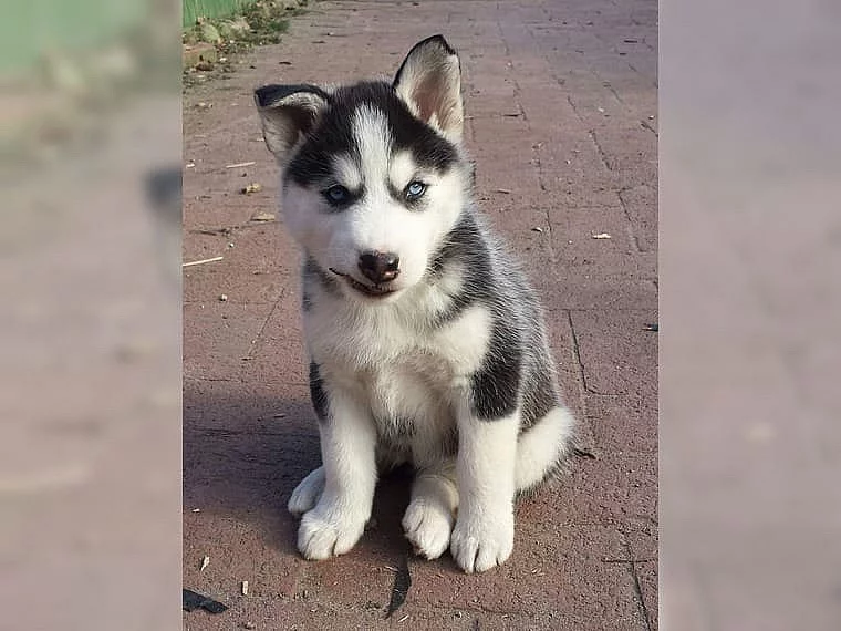 štěňátka sibiřský husky s pp
