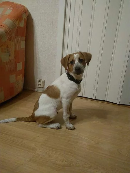 Daruji štěně