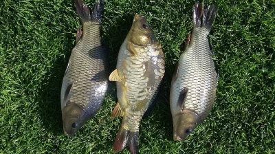 násada kapra K2
