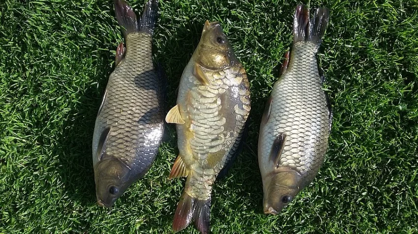 násada kapra K2