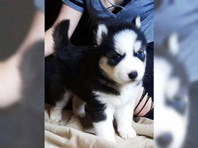 Sibiřský husky - štěňata