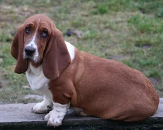 Baset-Basset hound