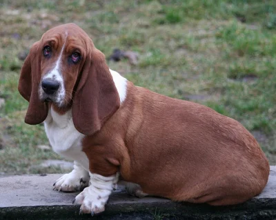 Baset-Basset hound