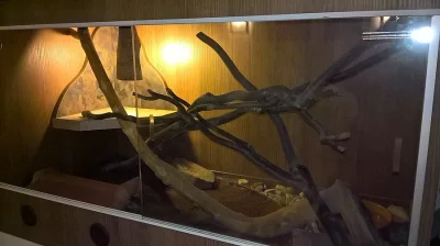 krajty královské