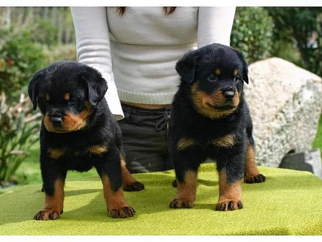 Rottweiler štěňata jsou k dispozici s PP.