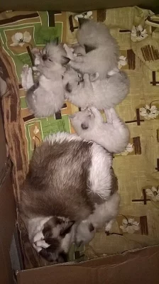Kocourci Ragdoll bez PP