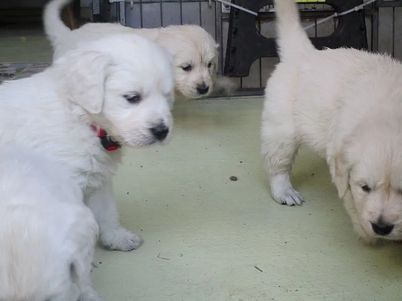 Zlatý retrívr s PP/Golden retriever s PP