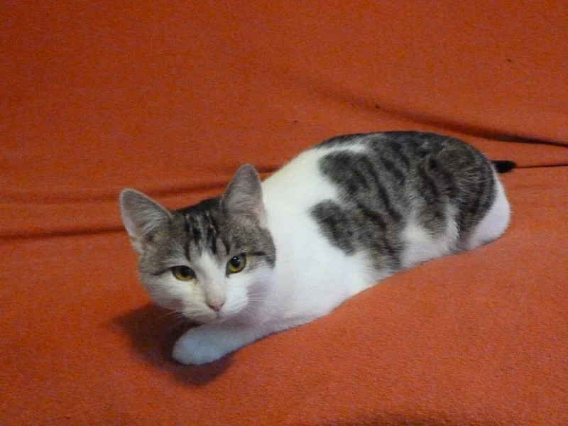 Kočička