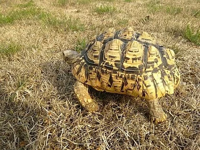 Želva pardálí samec 16 let