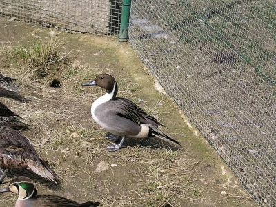 Okrasné kachny - mandarinky, karolínky, ostralky, bahamky