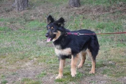 Frida - križenec NO