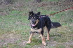 Frida - križenec NO