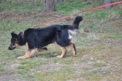 Frida - križenec NO