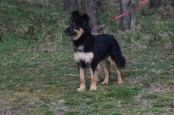 Frida - križenec NO