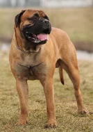 Stenatka Bullmastiff s PP