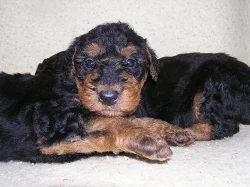 Erdelterier