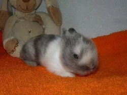 Zakrslí králíčci Teddy s VP