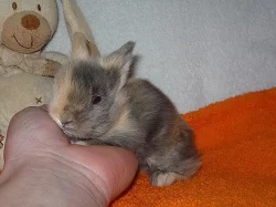 Zakrslí králíčci Teddy s VP
