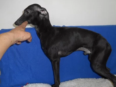 Italský chrtík - pejsek